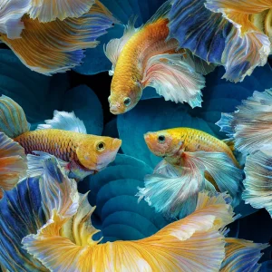 Color Fish