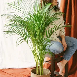 Areca-Palme