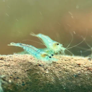 Blue Jelly Neocaridina Zwerggarnele