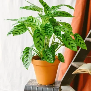 Calathea Leopardina