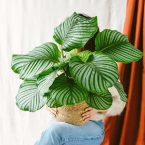 Calathea orbifolia