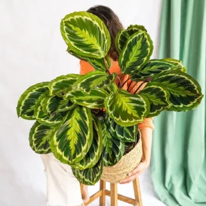 Calathea-Medaillon