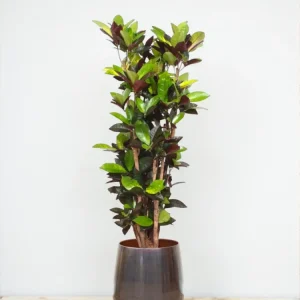 Codiaeum Iceton Croton