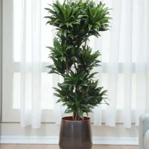 Dracaena Compacta