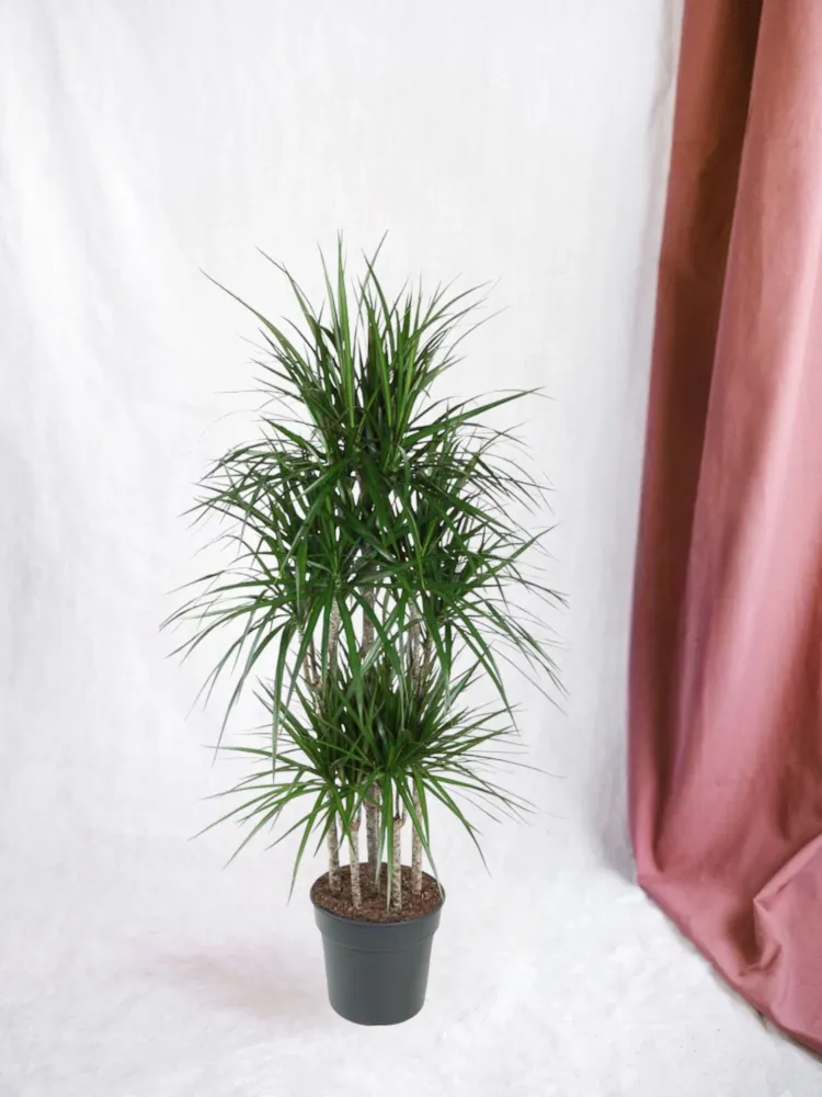Dracaena Marginata Karussell – 160 cm – ø31