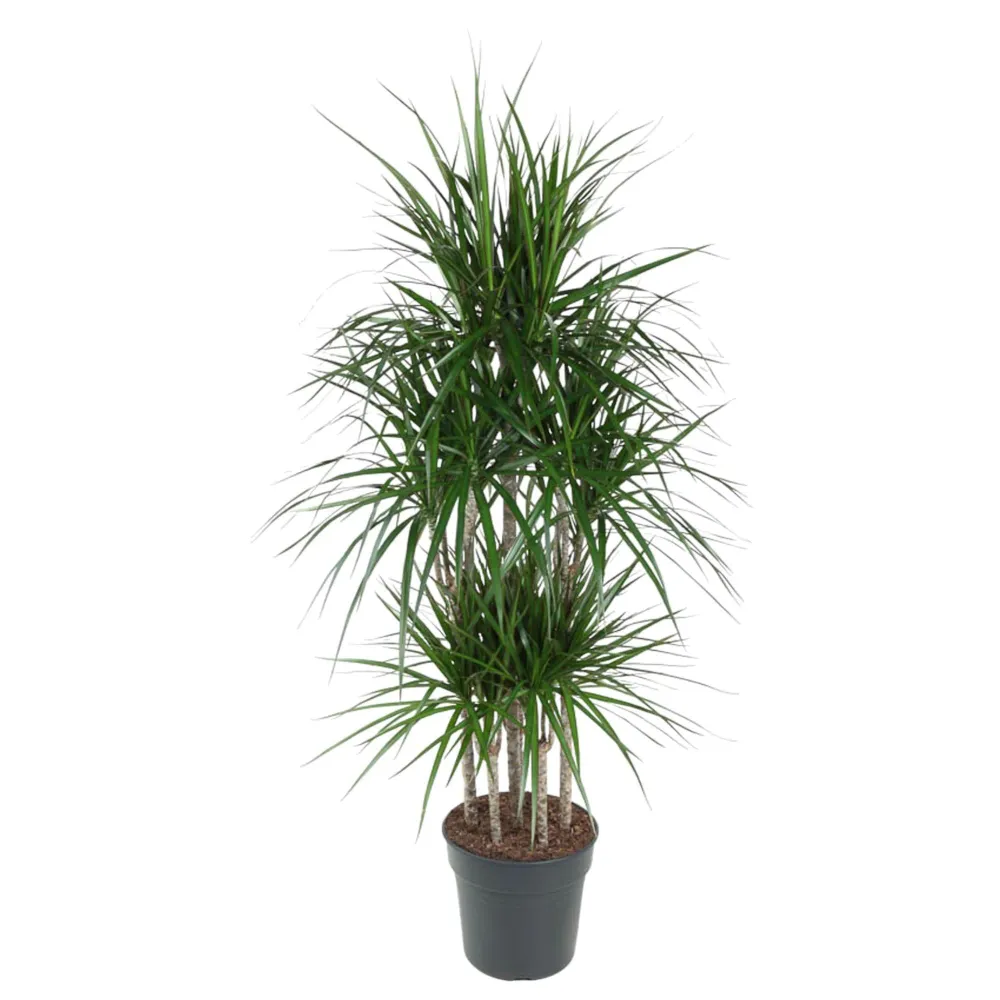 Dracaena Marginata Karussell – 160 cm – ø31