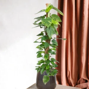 Epipremnum Aureum Pothos