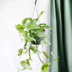 Epipremnum Cebu Blue