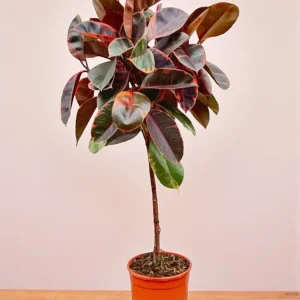 Ficus Elastica Belize Stamm – 130 cm – ø24