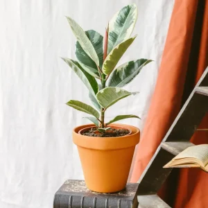 Ficus Elastica Tineke