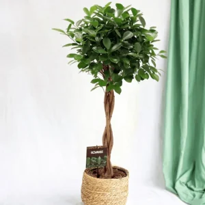 Ficus Microcarpa Moclame