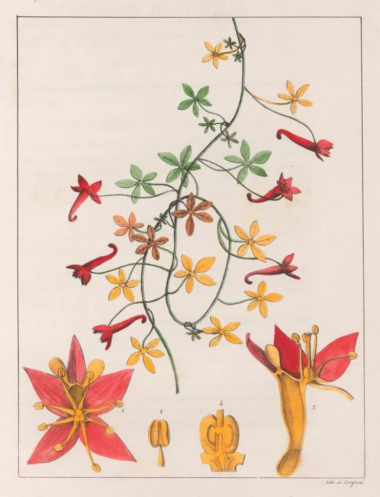 Gemälde Tropaeolum pentaphyllum - Auguste de Saint-Hilaire | Kunstdruck