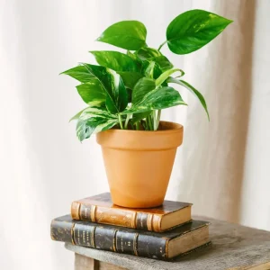 Goldener Pothos