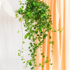 Hedera fallender Efeu