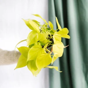 Kleiner Lindenphilodendron