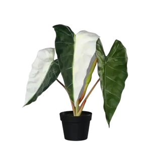 Künstliche Alocasia albino - Heino | 68 cm