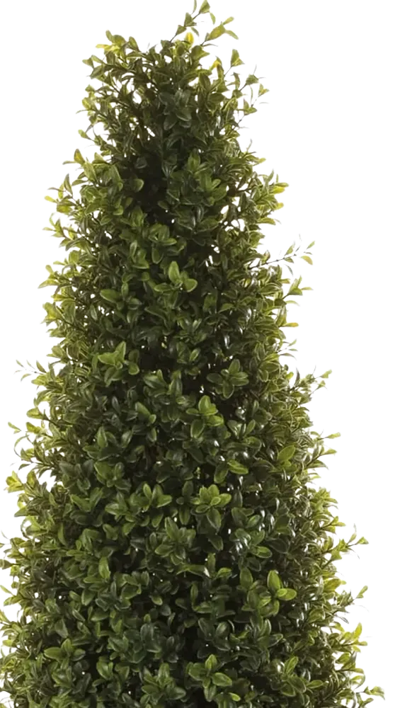 Künstliche Buchsbaumpyramide - Lucy | 165 cm