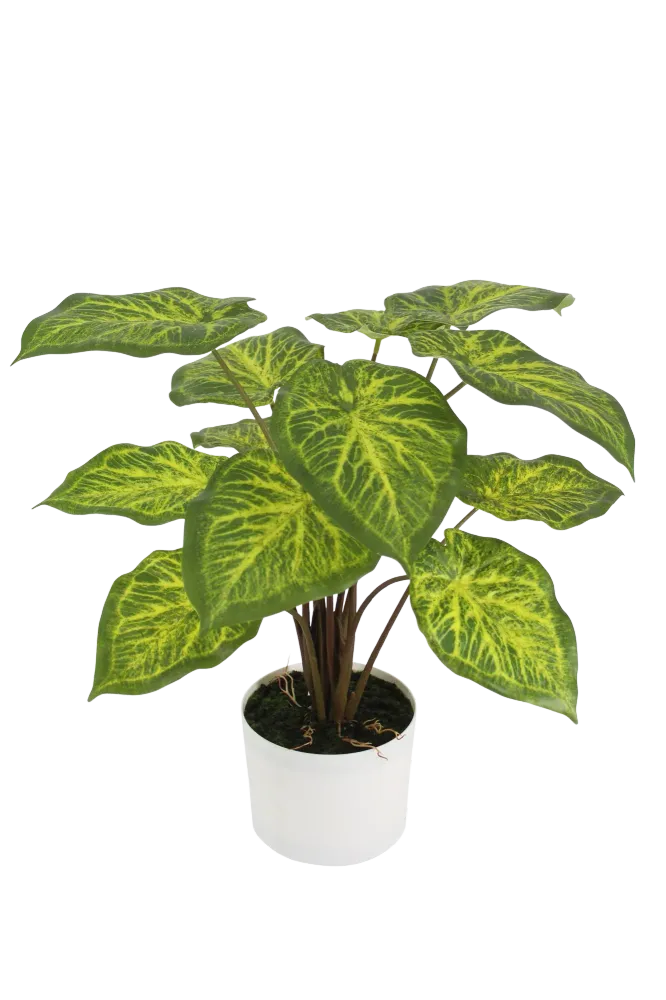 Künstliche Caladium - Lima | 62 cm