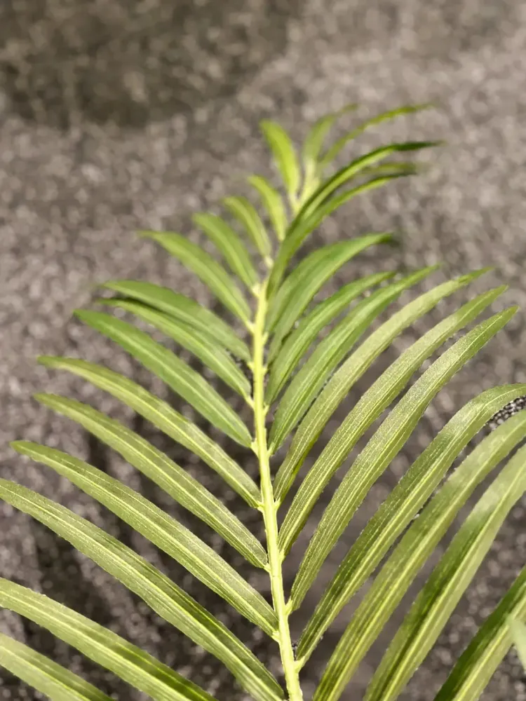 Künstliche Goldfruchtpalme - Eva | 170 cm