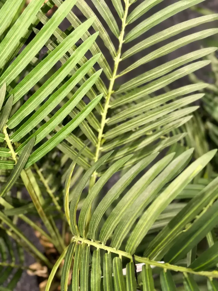 Künstliche Goldfruchtpalme - Eva | 80 cm