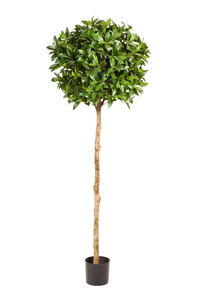 Künstliche Lorbeer - Romy | 140 cm