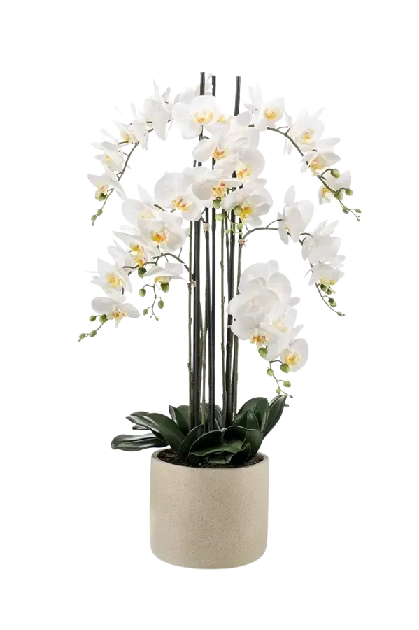 Künstliche Orchidee - Louisa | 100 cm