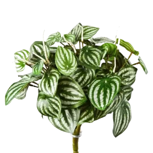Künstliche Peperomia - Melon