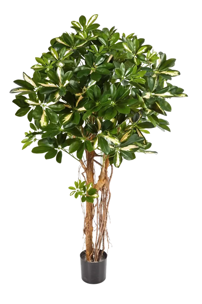 Künstliche Schefflera - Owen | 170 cm
