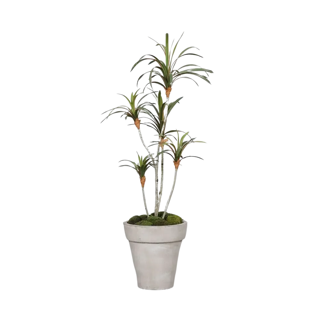 Künstlicher Drachenbaum - Minor | 100 cm