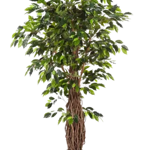 Künstlicher Ficus - Jannik | 300 cm