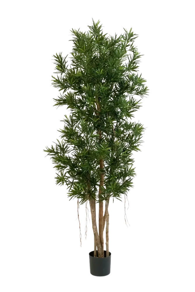 Künstlicher Podocarpus Reflexa- Paul | 210 cm