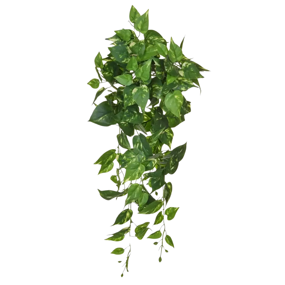 Künstlicher Pothos - Walter | 80 cm