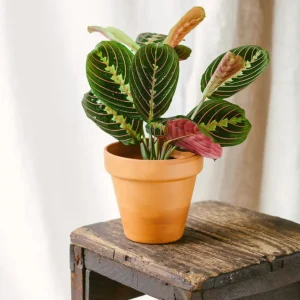 Maranta-Fascinator