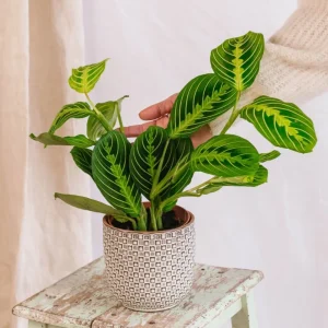 Maranta-Zitronen-Limette