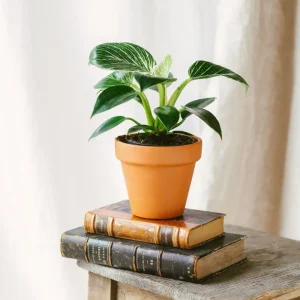 Philodendron Birkin