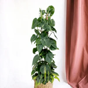 Philodendron Brasilien