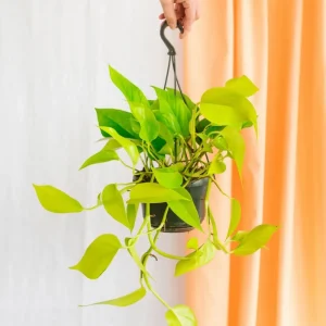 Pothos Neongold