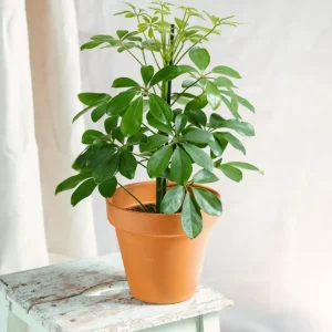 Schefflera
