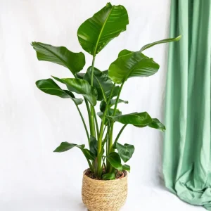 Strelitzia nicolai