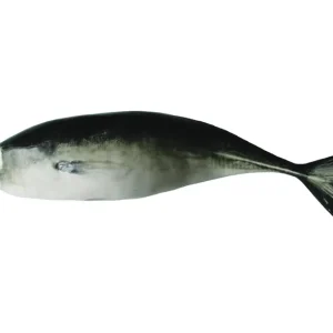 BP Wanddeko Jack Mackerel
