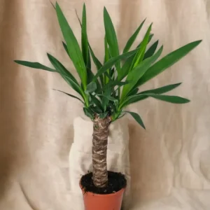 Yucca