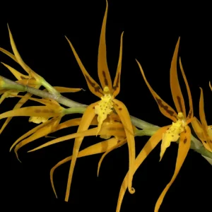 Brassia (Senne Feast x Mivada) (5 cm Topf)