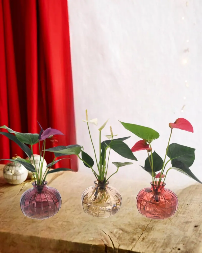 Anthurium-Trio Hydrokultur mit ihrer Nela-Vase