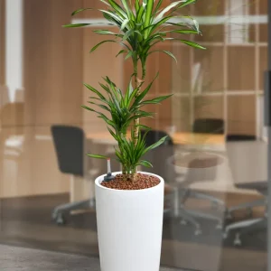 HYDRO SET XL Büropflanze Dracaena Rikki mit Vase Classico