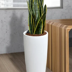 HYDRO SET XL Büropflanze Sansevieria mit Vase Classico
