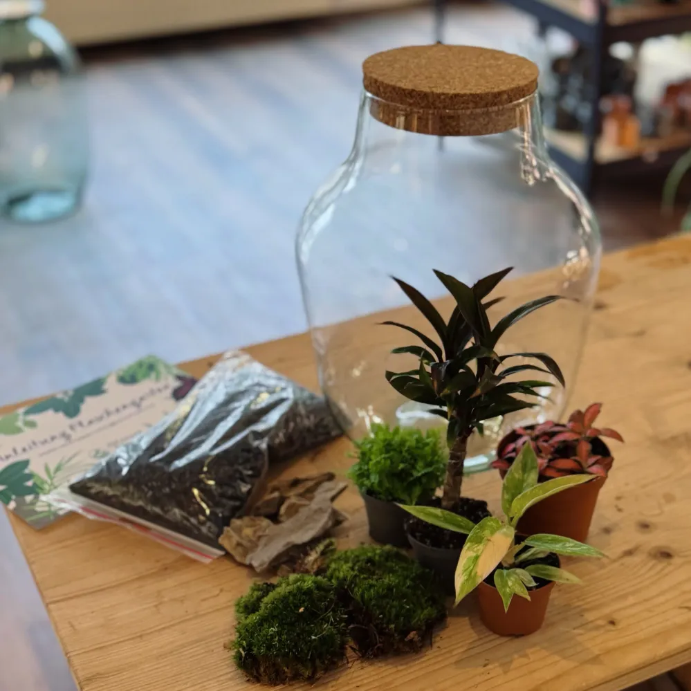 Flaschengarten DIY Set No82 - Philodendron 'RIng FIre' x Cordyline fruticosa x Nephrolepis exaltata x Fittonia 'Forest Flame'